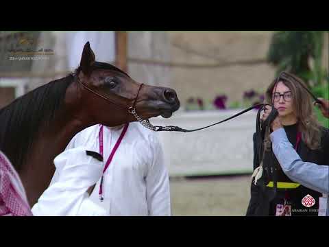 N.131 GHUZLAN AL MARROONA - 22nd Qatar National 2019 - Yearling Fillies (Class 3C)