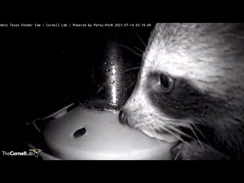 Raccoon Takes Down Hummingbird Feeder In West Texas – July 14, 2021