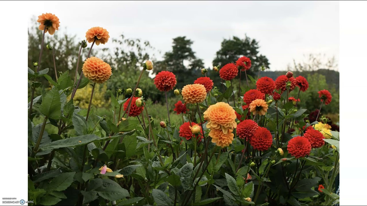 Assignment #3 - Online Powerpoint Presentation