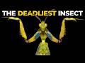 The Insane Biology Of The Praying Mantis