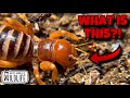 The STRANGEST Insect YOU'VE EVER SEEN!