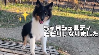 [生後5ヶ月]久しぶりのドッグランが怖いシェルティ