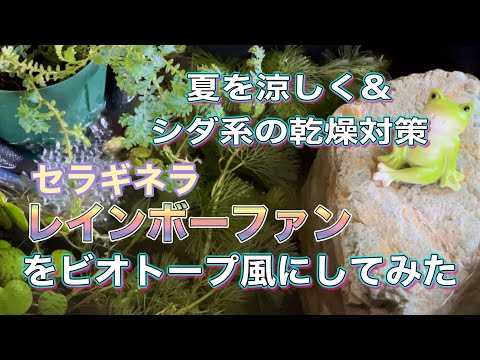 ジュエルシダ、レインボーシダ 植物