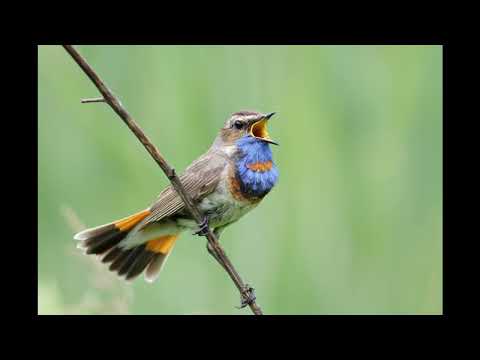 BEST NIGHTINGALE SINGING: The MOST Beautiful Song You'll Ever Hear!