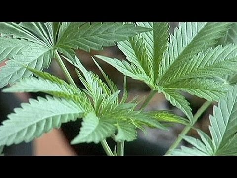 Cè temperatura da vermi al bambino Mezzi da parassiti di piante dappartamento