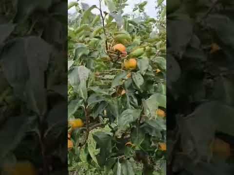 Producción de Caquis en el Municipio de Almafuerte Provincia de Misiones Argentina  2026