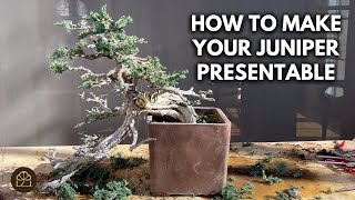 Practical Bonsai Tips: Fine Tuning Pads on Juniper Bonsai
