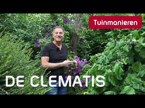 , title : 'De Clematis, klimplant met prachtige bloemen | Plantenkennis |Tuinmanieren'