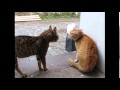 Cats Meowing Very Loudly Very Angry Cats