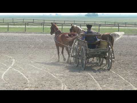 Kocsis In Action, Kalocsa, Hungary