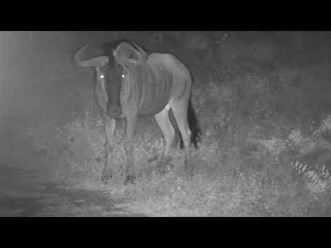 Djuma: Wildebeest bull - 20:46 - 03/26/20