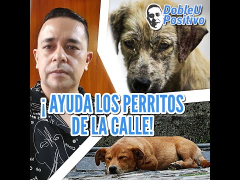 Brinda comida a los perritos de la calle, no sea indiferente con estas seres - DobleU Positivo.