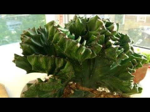 玉麒麟植物風水