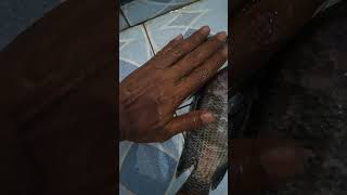 Download lagu dapat 3 ekor ikan nila hasil mancing #fishing #macingikan #mancing #mancingceria #fish #ikan mp3