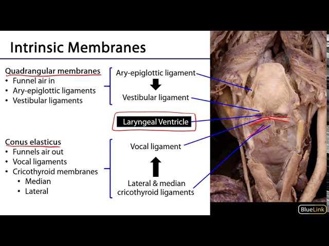 Video Pronunciation of rima vestibuli in English Video Pronunciation of rima vestibuli in English