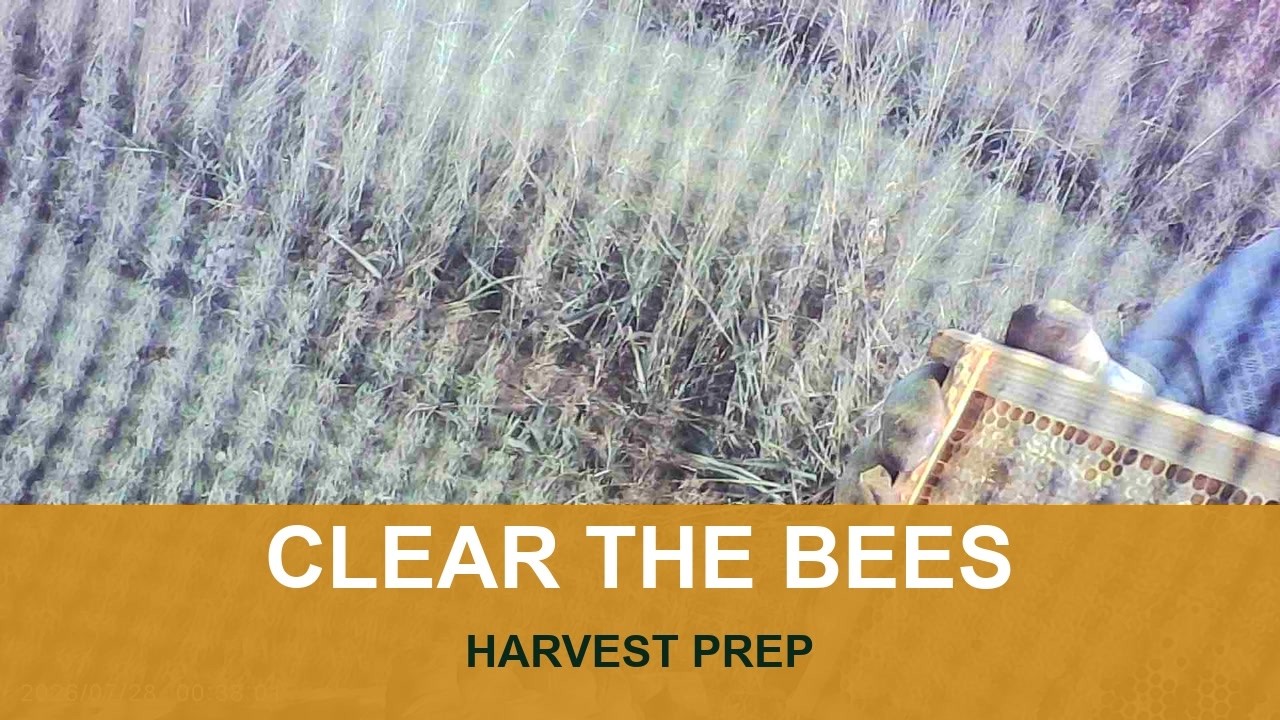 Bella Bees honey harvest preparation field-school thumbnail