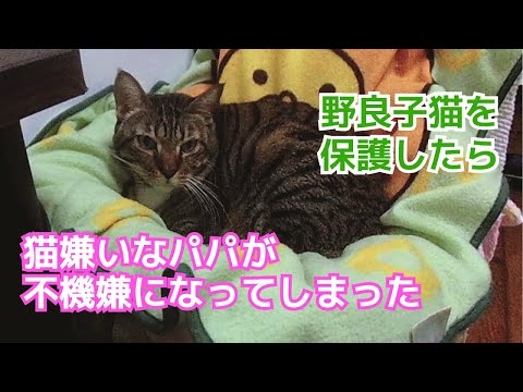 ｟猫のほのぼのする話🐟｠野良子猫を保護したら猫嫌いなパパが不機嫌になってしまった。