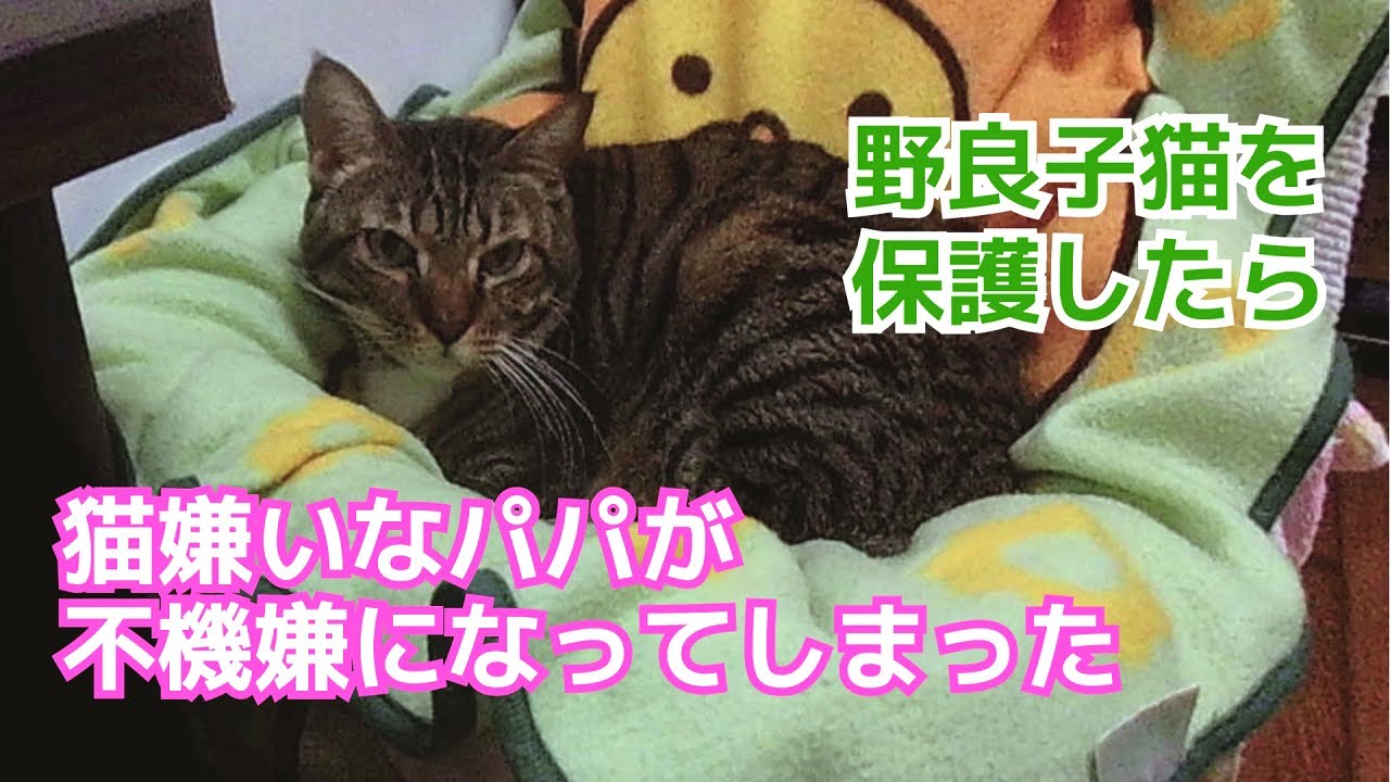 ｟猫のほのぼのする話🐟｠野良子猫を保護したら猫嫌いなパパが不機嫌になってしまった。