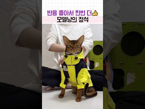 런웨이 씹어먹으러 온 간지 모델고양이💎#고양이 #반려묘 #카리스마 #모델