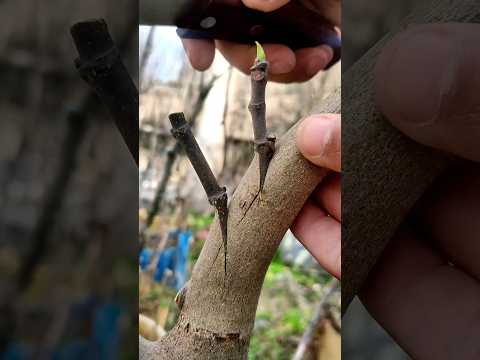 Best grafting techniques fig tree grafting #farming #gardeningtips #mango #rose