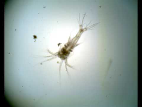 Penaeus monodon Zoea-I