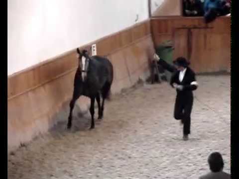 Feira Nacional do Cavalo, Golega 2014, Galileu d'Atela