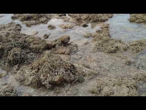 Dead Coral beach in Neil island,Andaman and Nicobar island