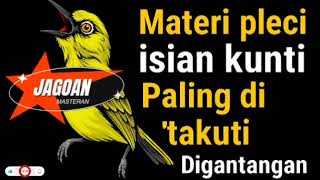 Download lagu Inilah Masteran Pleci Isian Kunti yang Selalu Juara! Bikin Mental Lawan Drop!#masteranpleci  mp3