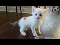 Twerking Challenge Kitty