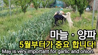 마늘과 양파는 5월이 매우 중요합니다. 일 방해놓는 백설기들..May is very important for…
