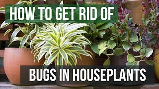 How to Get Rid of Bugs in Houseplants (4 Easy Steps)