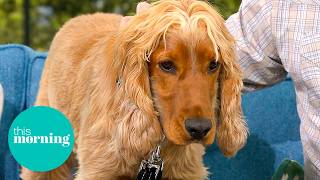 The Hidden Dangers Facing Your Pets This Spring | This Morning