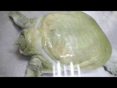 A 15-year-old Chinese soft-shelled turtle had diarrhoea
