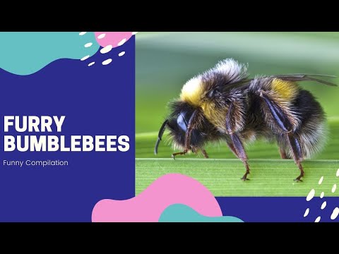 Furry Bumblebees - Funny Compilation