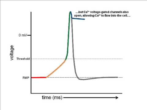 Cardiac Electrophysiology Part 1: Contractile APs