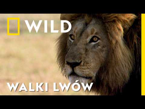 Pragnienie zaspokajają KRWIĄ OFIAR – zobacz, jak polują lwy! | Najgroźniejsze zwierzęta Afryki