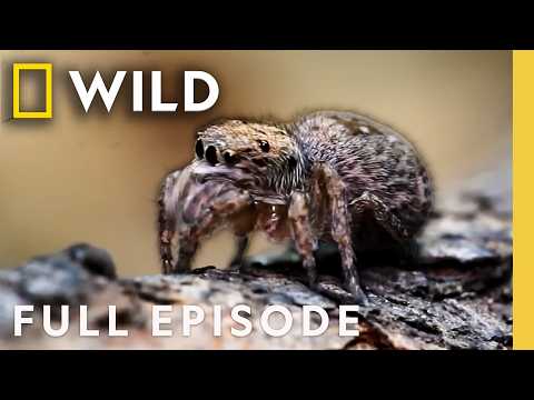Monsters of the Wild: Creepy Crawlers (Full Episode) | Nat Geo Animals