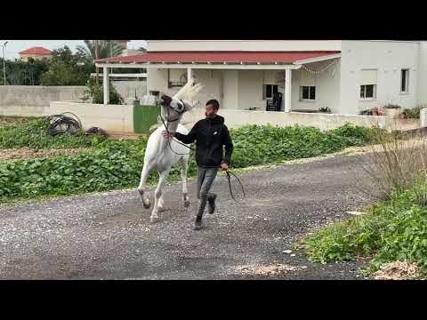 {wahdan} 👑Solaz j 👑x raoaa as 👑by Justify 👑👑by magnum psyche👑