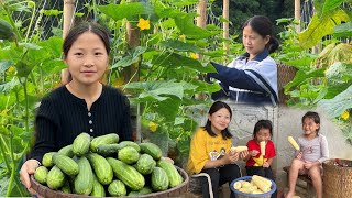 Harvesting cucumbers to sell at the market, harvesting corn, daily farm, countryside life
