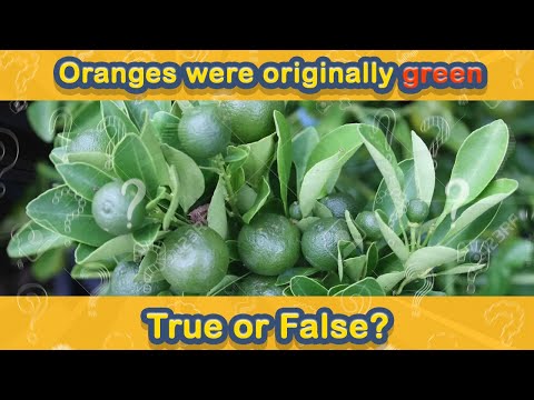 Test YOUR IQ in True OR False Quiz! No. 37