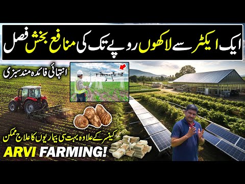 Arvi Farming in Pakistan | Amazing Business Idea | Billion Dollar Industry | Kissan Ka Pakistan