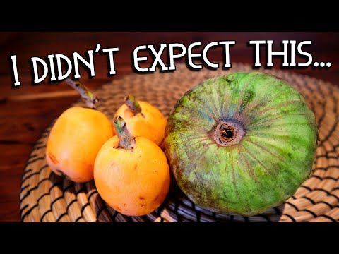 Interesting Fruit For Sale in PORTUGAL (Cherimoya & Loquat) - Weird Fruit Explorer