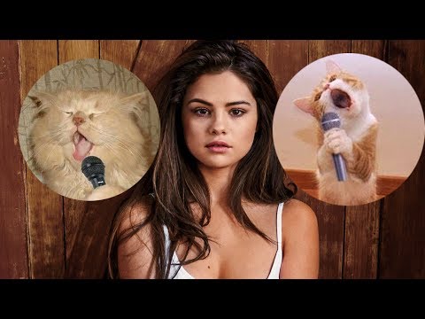 Cat Selena Gomez - Bad Liar | Funny Cat Sing Bad Liar 😻😻😻😻😻
