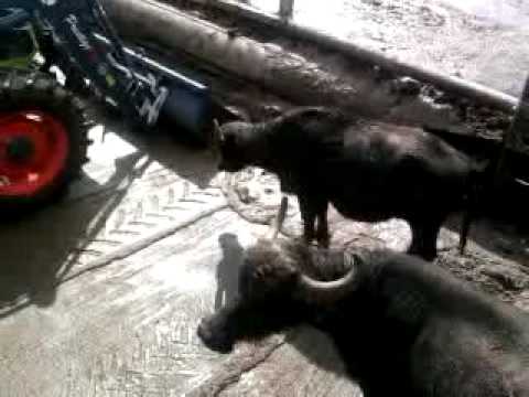 trattore class arion 420   la vera  potenza