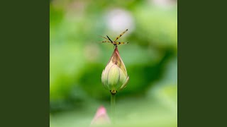 Download lagu YOU MEI YOU REN GAO SU NI mp3