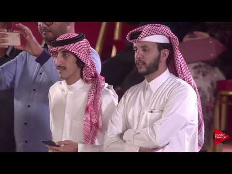 N.69 SAQR AL JASSASIYA - 2019 Qatar International show - Yearling Colts (Class 4B)