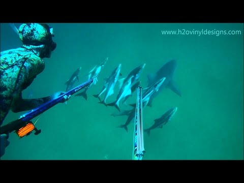 Cobia Spearfishing off Bull Sharks - Summer 2016 - h2o vinyl designs