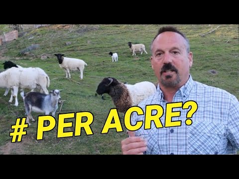 How many sheep can you put on an acre of pasture?