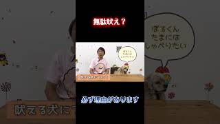 無駄吠えって本当にあるの？【犬のしつけ】
