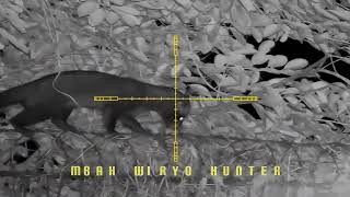 Download lagu Berburu musang/luwak pandan melimpah mp3